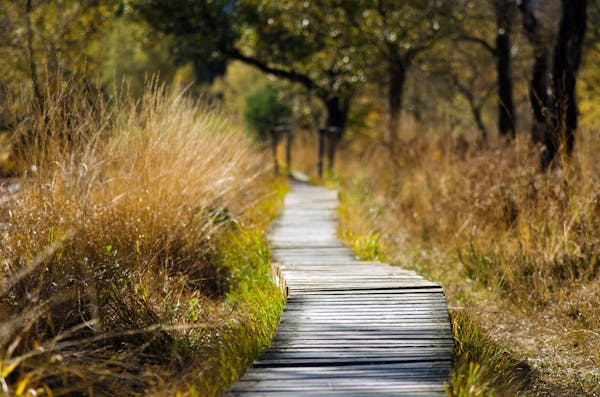 Trail